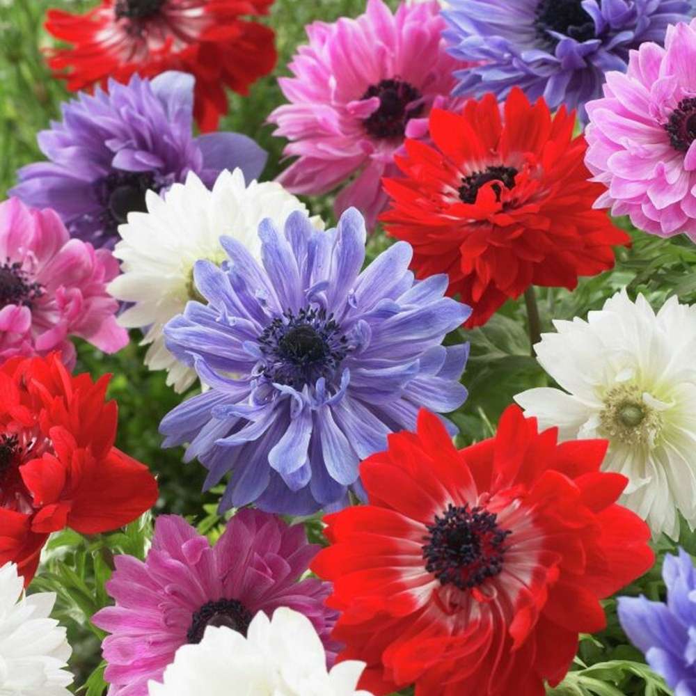 Anemone 'St. Brigid' – farverig sommerblomst til snittebrug